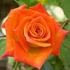 Tulsa Town rose photo