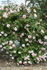 Auguste Roussel rose photo