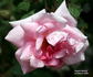 Auguste Roussel rose photo