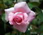 Auguste Roussel rose photo