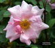 Auguste Roussel rose photo