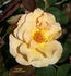 Amberlight rose photo