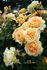 Eureka ™ rose photo