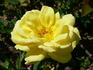 Bruocsella ® rose photo
