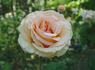 By Appointment rose photo