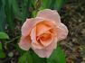 Cupid's Charm rose photo