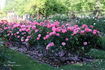 Pleasure rose photo