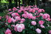Pleasure rose photo