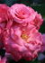 Pleasure rose photo