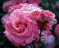 Pleasure rose photo