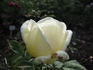 La Sylphide rose photo