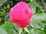 Crêpe de Chine rose photo