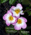 Deutsches Danzig rose photo