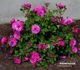 Rosenprinzessin rose photo