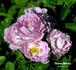 Charles Métroz rose photo