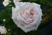 Souvenir de Christophe Cochet rose photo