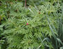 <i>P. anomala</i> subsp. <i>veitchii</i> Hong peony photo