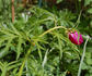 <i>P. anomala</i> subsp. <i>veitchii</i> Hong peony photo