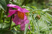 <i>P. anomala</i> subsp. <i>veitchii</i> Hong peony photo