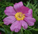 <i>P. anomala</i> subsp. <i>veitchii</i> Hong peony photo