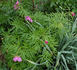<i>P. anomala</i> subsp. <i>veitchii</i> Hong peony photo