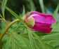 <i>P. anomala</i> subsp. <i>veitchii</i> Hong peony photo