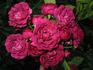Président Duhem rose photo