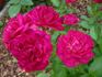 Président Duhem rose photo