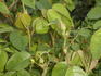 Brennus rose photo
