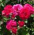 Garnette rose photo