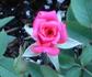 Old Glory ™ rose photo