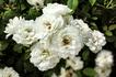 Little Eskimo rose photo
