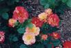 Bernadette Chirac ® rose photo