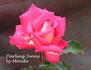 Darling Jenny rose photo