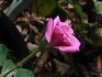 Plum Pudding ™ rose photo