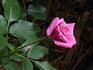 Plum Pudding ™ rose photo