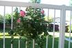 Romantic Palace ® rose photo