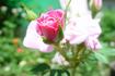Heidi rose photo
