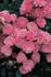 Fairy Rose rose photo