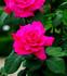 Ballerina rose photo