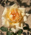 CALXAHI rose photo