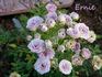 Ernie rose photo