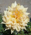 CALXAHI rose photo