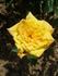 Ferka rose photo