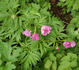 <i>P. veitchii</i> Lnych synonym peony photo