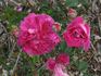 Velours Épiscopal rose photo