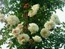Fernand Tanne rose photo
