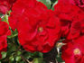 Melglory rose photo