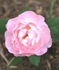 11D-01 rose photo