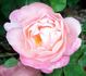 11D-01 rose photo